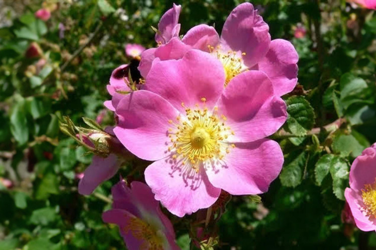 Rosa Mosqueta(Foto: Reprodução)