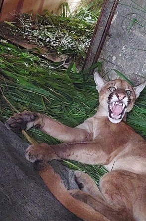 Rudá era uma onça-parda macho, de dois anos de idade.(Foto: Acervo Instituto Pró-Silvestre)