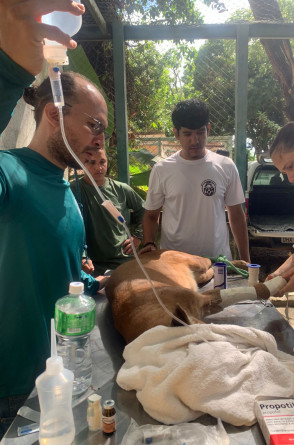 Rudá após operação de amputação da pata dianteira.(Foto: Acervo Instituto Pró-Silvestre)