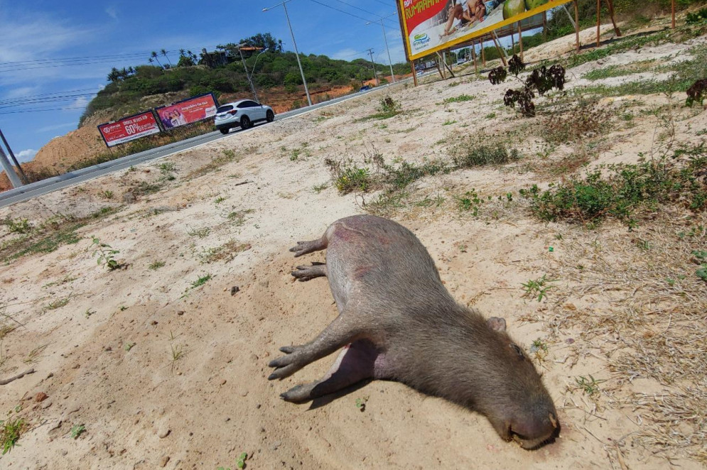 Capivara atropelada na CE-025.(Foto: Acervo Instituto Pró-Silvestre)