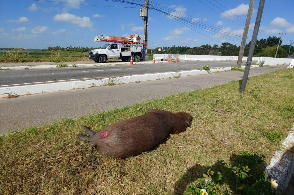 Capivara atropelada na CE-025.(Foto: Acervo Instituto Pró-Silvestre)