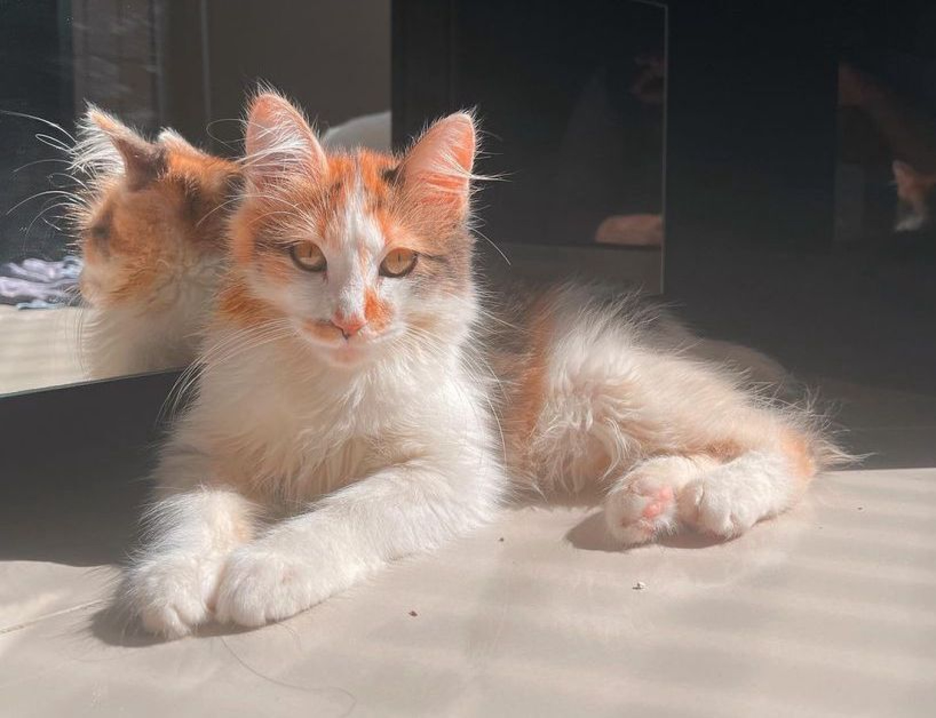 A gatinha Brigitte (Foto: Danilo Fontenelle)