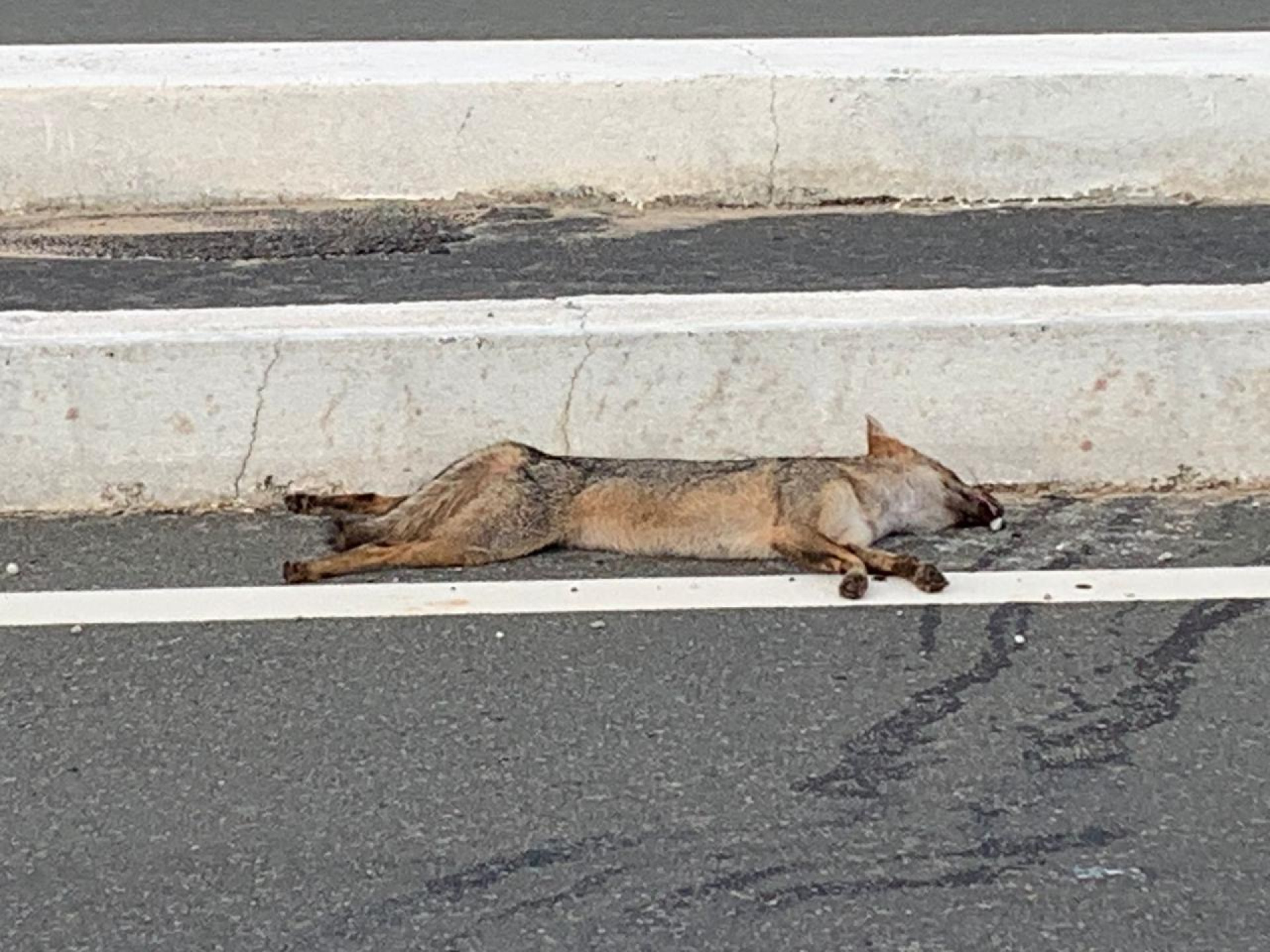 Raposa atropelada na CE-025. (Foto: Acervo Instituto Pró-Silvestre)