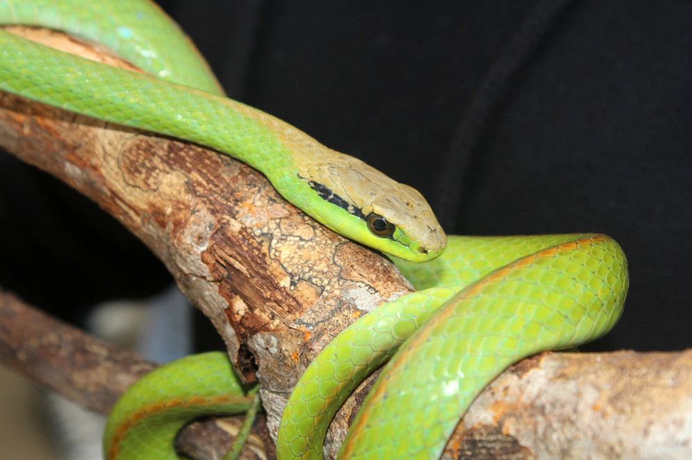 Cobra-cipó (Philodryas olfersii) do Muzeu de Zoologia João Moojen na Universidade Federal de Viçosa (UFV), em Viçosa (MG)(Foto: Mateus Silva Figueiredo/Wikicommons)