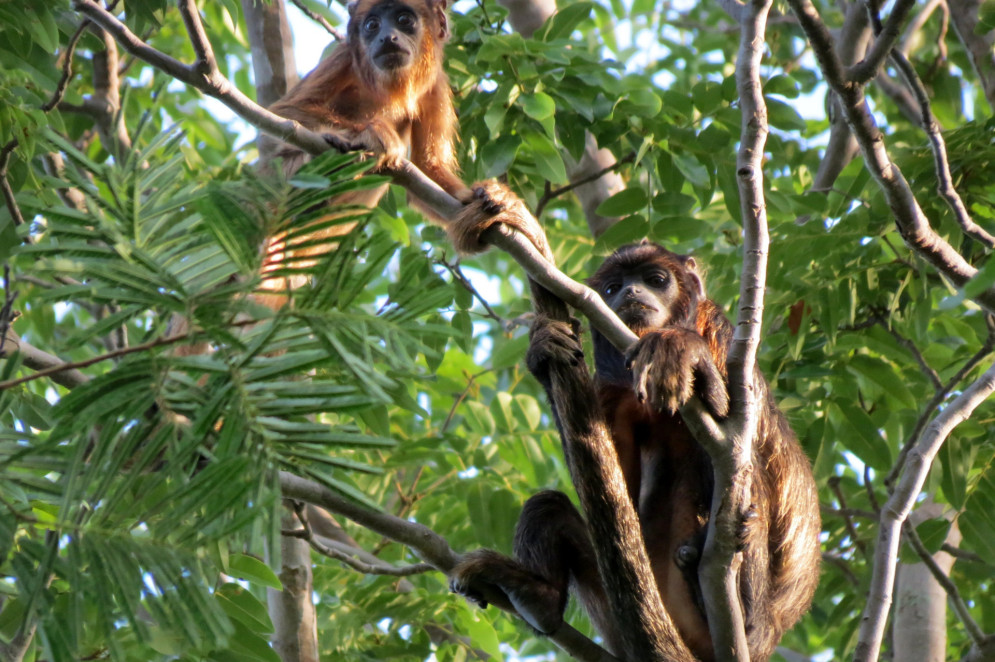 Jovens machos de guaribas-da-caatinga. (Foto: Robério Freire Filho)