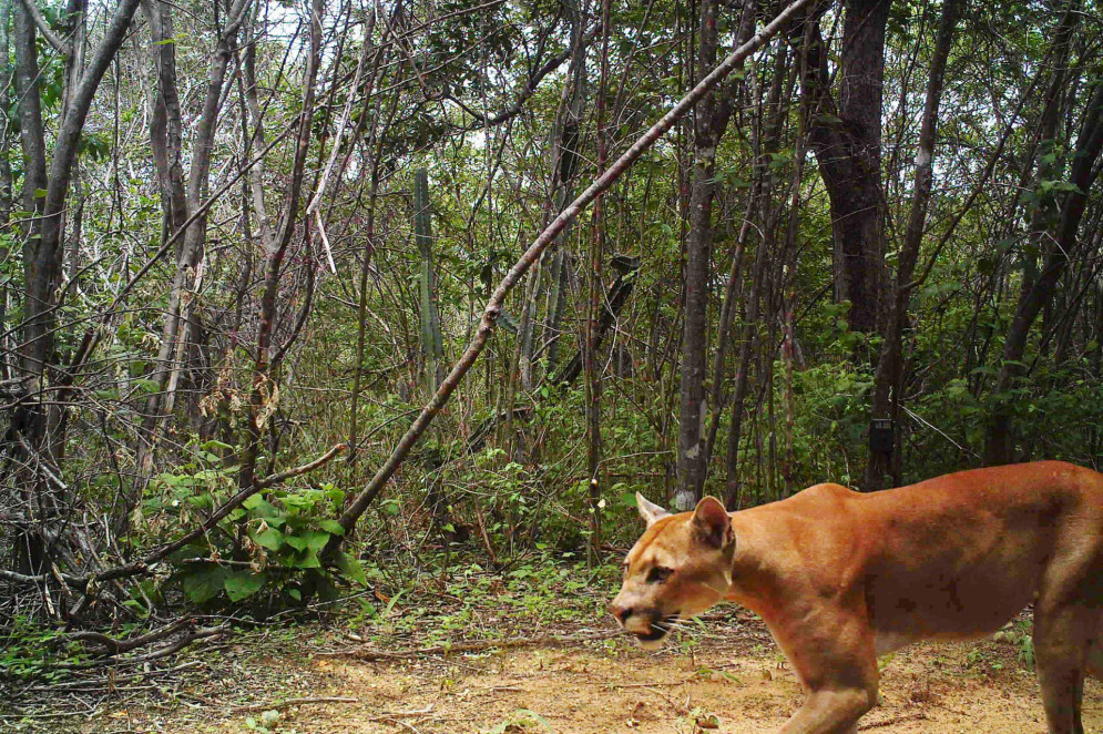 Onça-parda em armadilha fotográfica da Associação Caatinga(Foto: Armadilha Fotográfica / Associação Caatinga)
