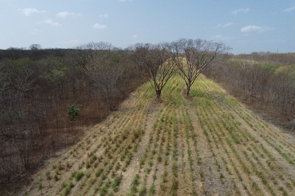 Experiência de sistema de Integração Lavoura-Pecuária-Floresta (ILPF) da Embrapa na caatinga(Foto: Lucas Oliveira/Embrapa)