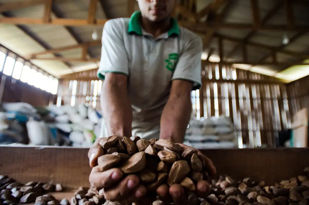 A castanha da Amazônia é um dos principais ativos da bioeconomia na região. Anualmente, a cadeia produtiva do fruto movimenta cerca de 2 bilhões de reais, segundo relatório do Observatório Castanha-da-Amazônia (OCA)(Foto: Agência Brasil)