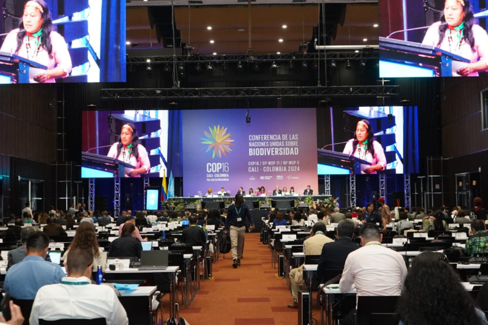 COP16 acontece em Cali, Colômbia(Foto: Divulgação UN Biodiversity)