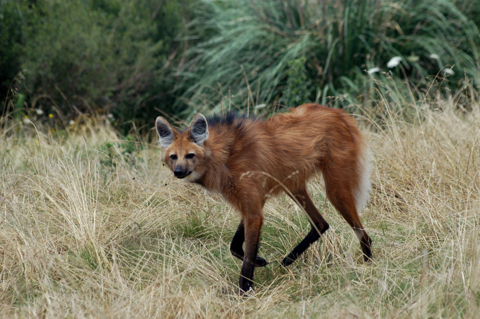 O lobo-guará é uma das espécies de canídeos endêmicas da América do Sul e está ameaçado de extinção. Muitos indivíduos têm sofrido e morrido com as queimadas no Cerrado e por atropelamentos (Foto: Aguará)