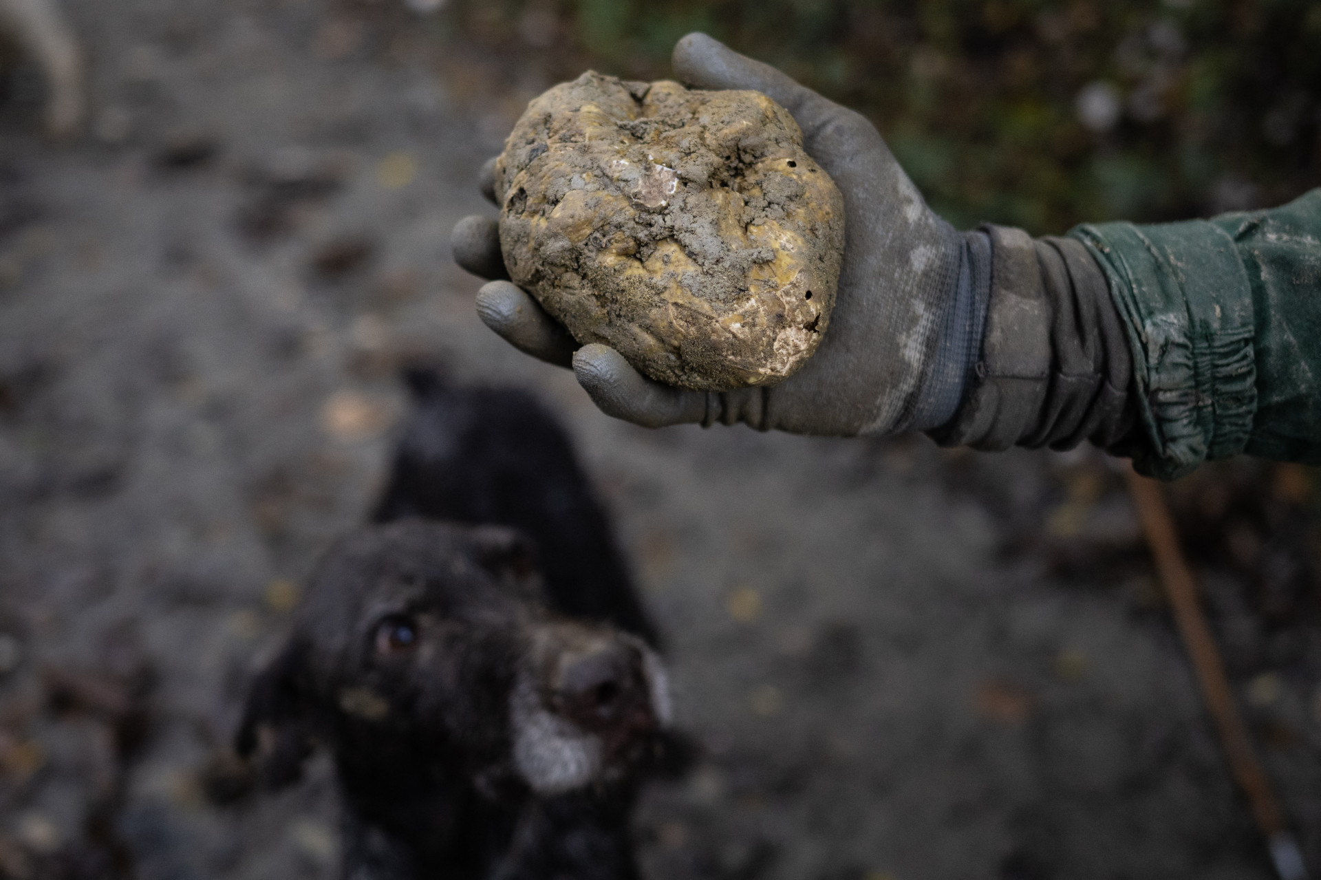 Trufa branca de Alba é um cogumelo subterrâneo (Foto: MARCO BERTORELLO / AFP)