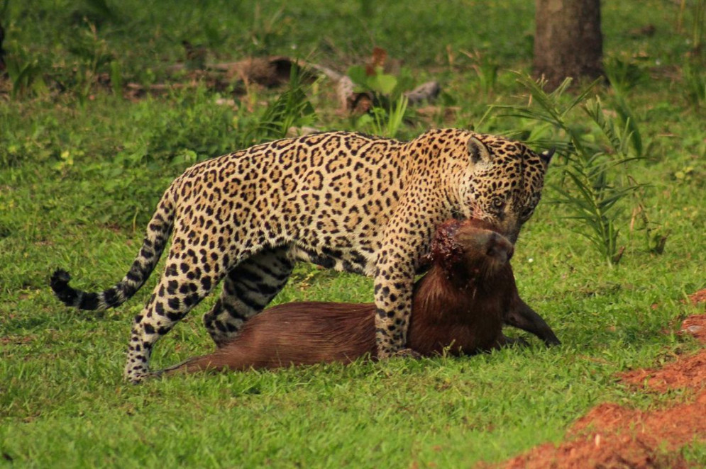 O biólogo João Pedro Salgado fotografou uma onça-pintada predando uma capivara durante expedição fotográfica com a ONG Onçafari. A foto viralizou e internautas "cancelaram" o animal por predar a capivara(Foto: João Pedro Salgado / Reprodução Instagram @joao.pedro.salgado)