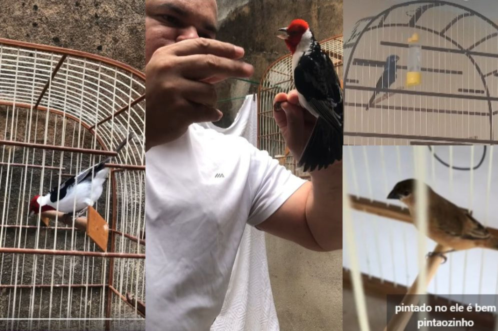 Aves são o grupo mais vendido pelas redes sociais. Usuários publicam fotos e vídeos para comprovar que o animal canta(Foto: Reprodução/Facebook)