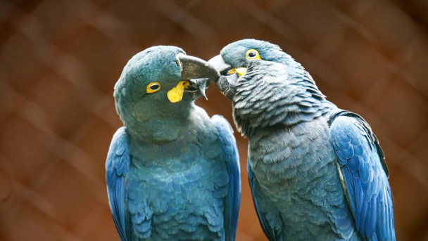 A arara-azul-de-lear (Anodorhynchus leari) faz parte da Lista Nacional de Espécies Ameaçadas de Extinção. Imagem ilustrativa(Foto: Paulo Pinto/Agência Brasil) A arara-azul-de-lear (Anodorhynchus leari) faz parte da Lista Nacional de Espécies Ameaçadas de Extinção. Imagem ilustrativa(Foto: Paulo Pinto/Agência Brasil)