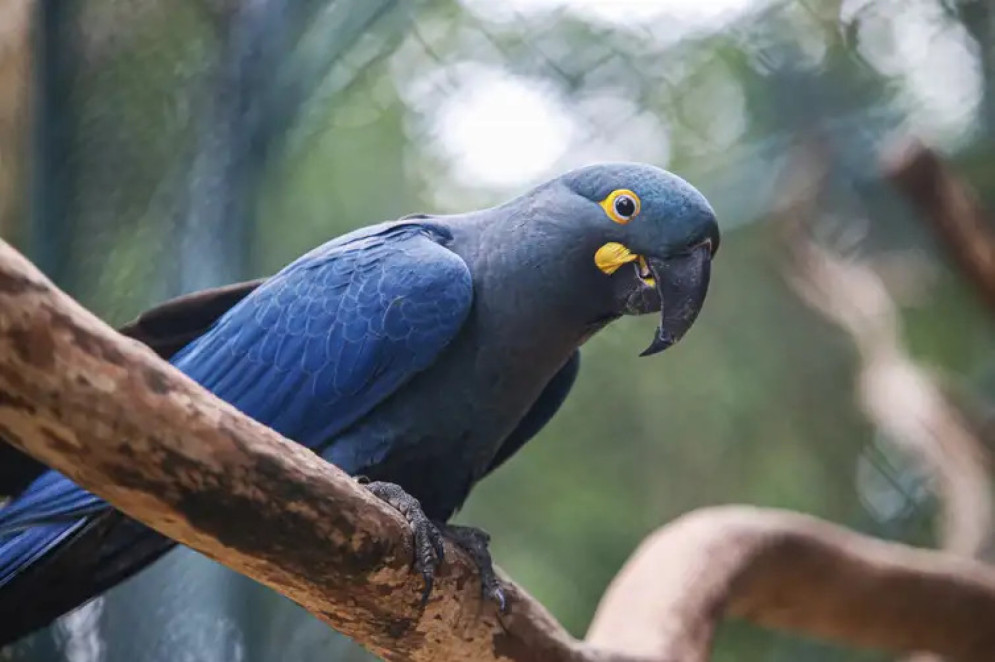 A arara-azul-de-lear (Anodorhynchus leari) faz parte da Lista Nacional de Espécies Ameaçadas de Extinção. Imagem ilustrativa