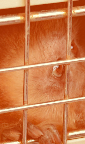 Imagem da reportagem: Tráfico de animais silvestres