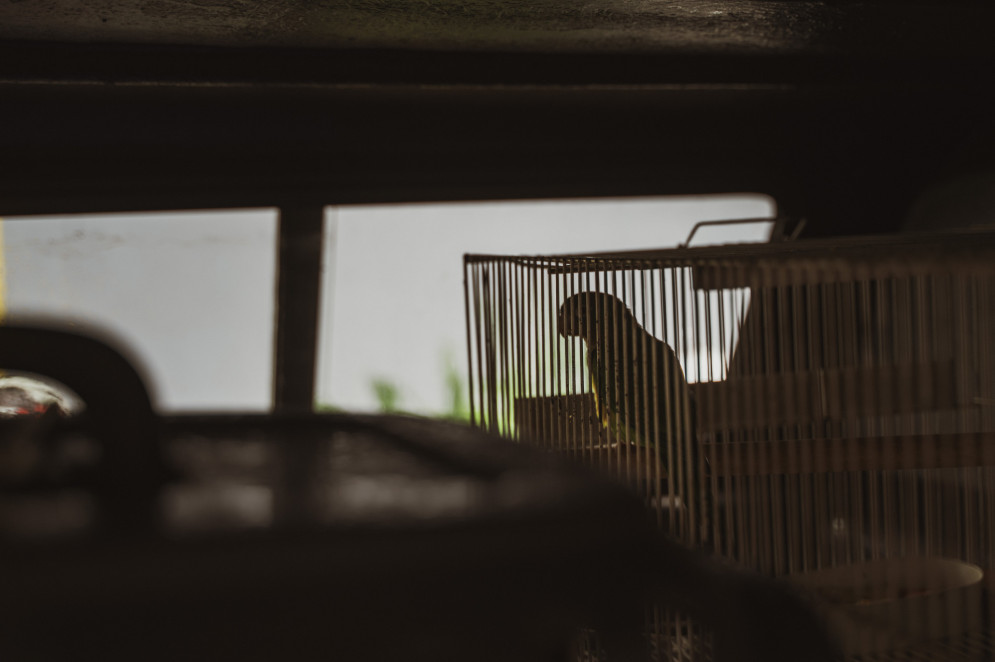 A Declaração Universal dos Direitos dos Animais, de 1978, estabelece que os animais têm direito à vida digna, livre no seu próprio ambiente natural. Na foto, ave aguarda momento da soltura(Foto: JÚLIO CAESAR)