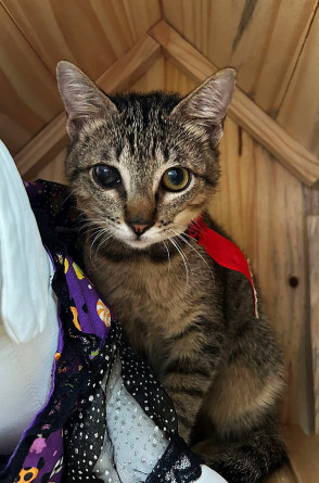 O gatinho Arturzinho, com três meses de vida, disponível para adoção. (Foto: Divulgação )