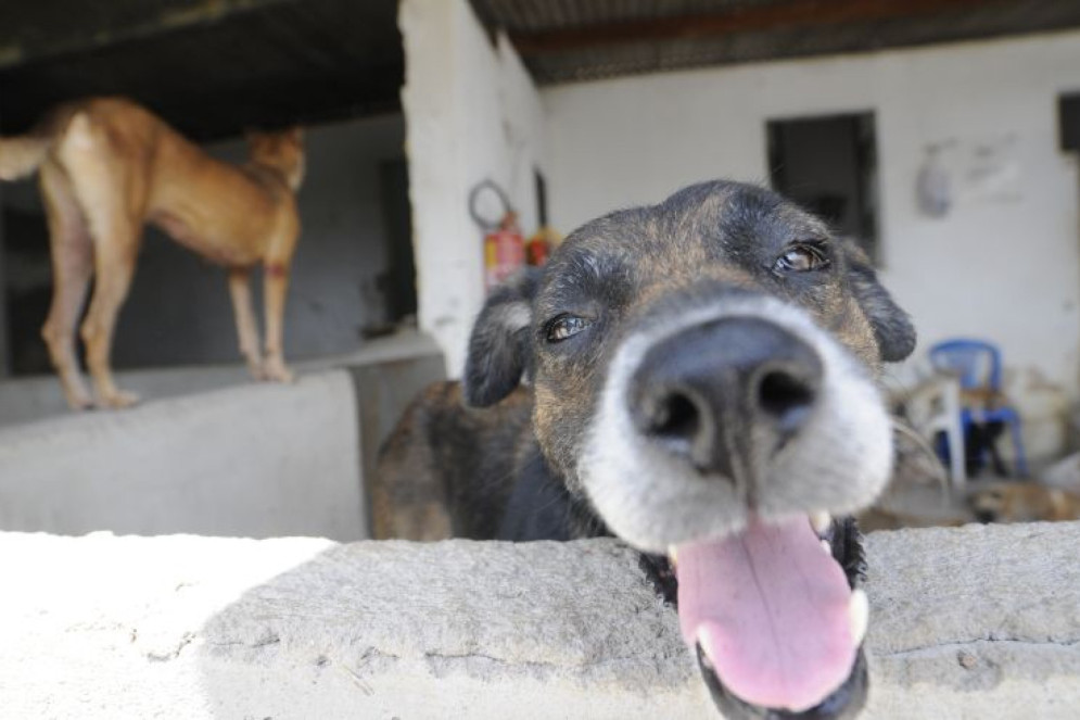 O Brasil ocupa a terceira posição mundial em relação à população de pets, com 160 milhões(Foto: Deivyson Teixeira/O POVO)