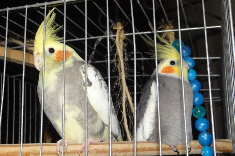 As calopsitas Supla e Princesa (Foto: Arquivo Pessoal)