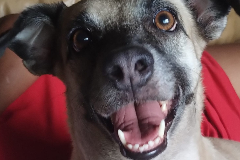 Um dos animais de Eliane Cariri (Foto: Arquivo Pessoal)