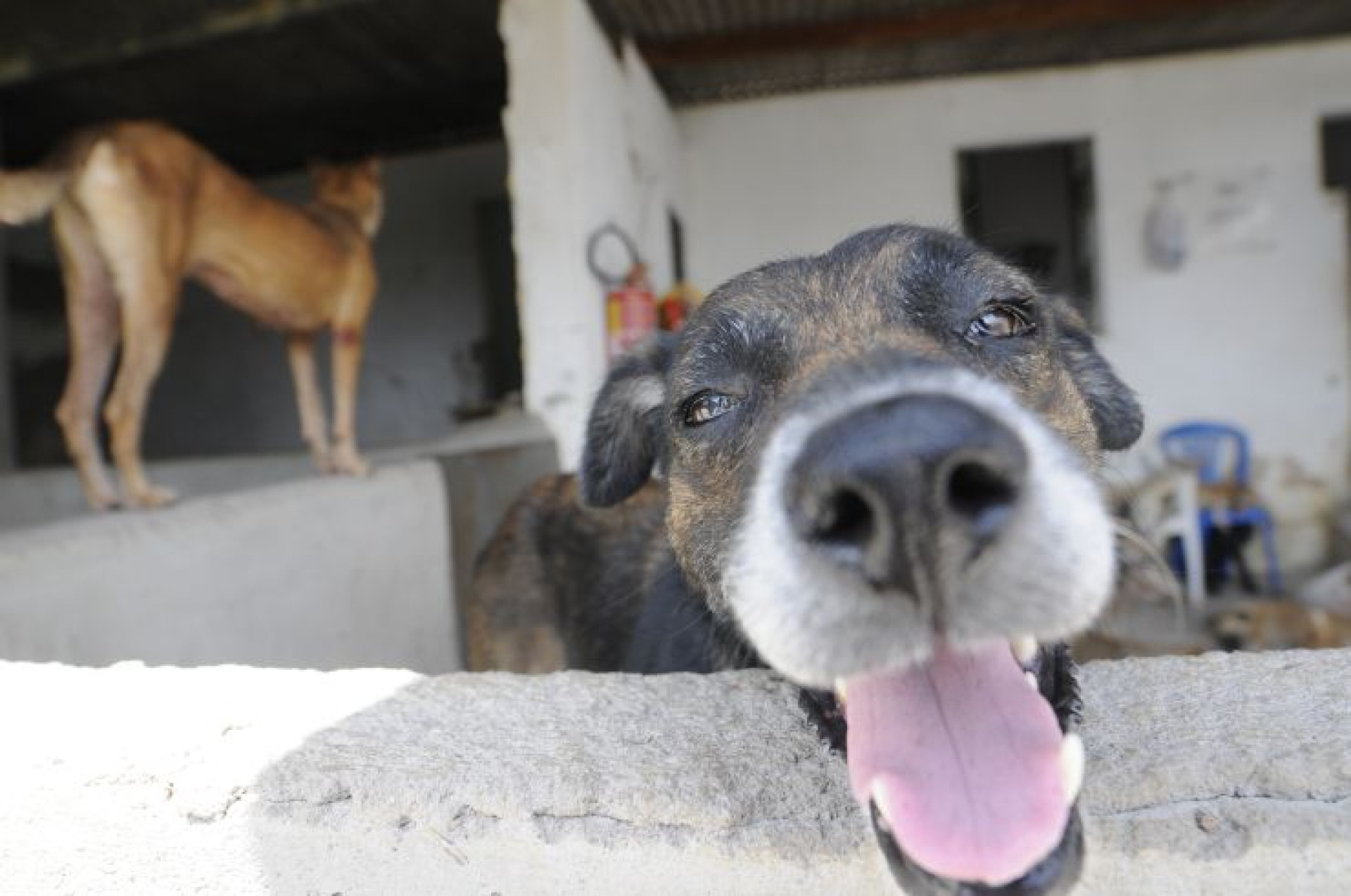 O Brasil ocupa a terceira posição mundial em relação à população de pets, com 160 milhões (Foto: Deivyson Teixeira/O POVO)