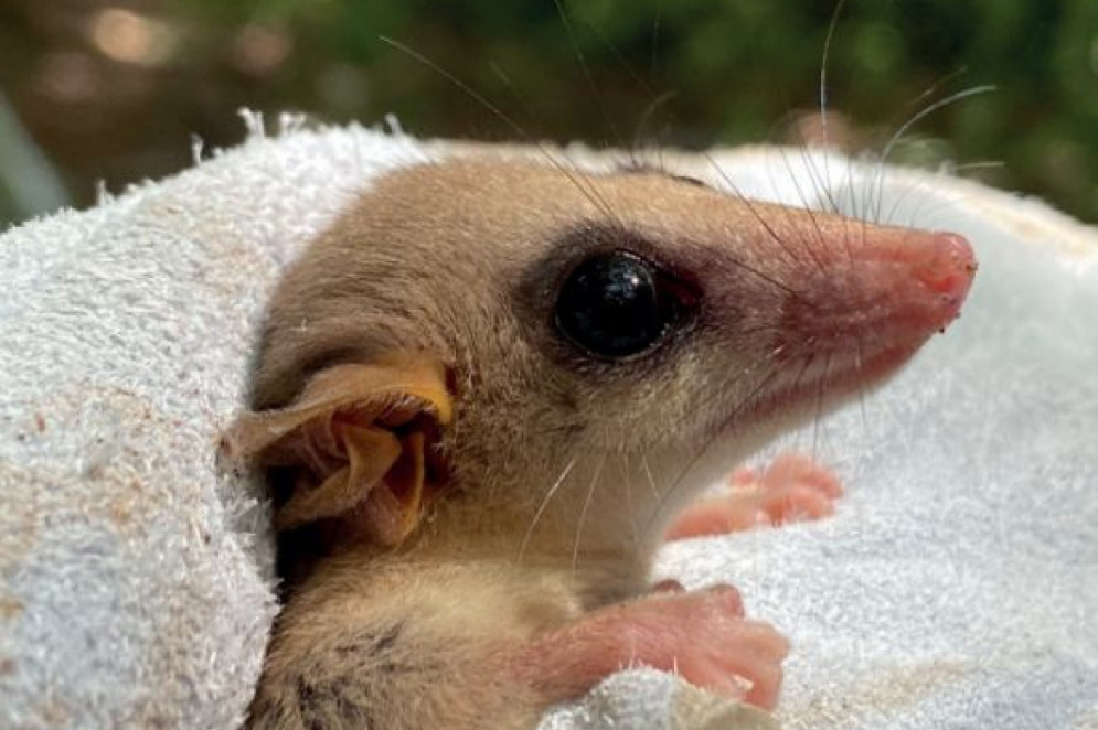 Marsupial catalogado no estudo ambiental(Foto: EIA/Rima Projeto Santa Quitéria)