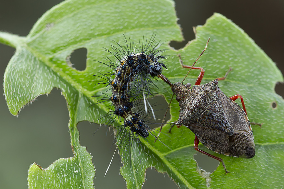 Alguns insetos são predadores naturais de pragas agrícolas. É o caso do percevejo do gênero Podisus, que preda lagartas(Foto: Jose Roberto Peruca)