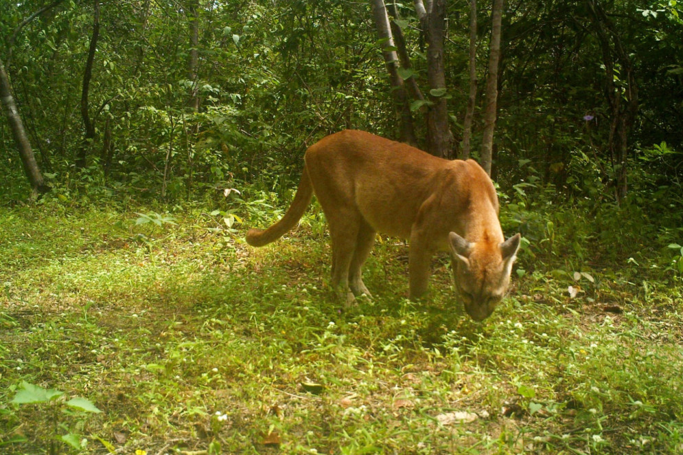 Felinos de grande porte são encontrados na Reserva Natural Serra das Almas(Foto: Divulgação/imagens de monitoramento)