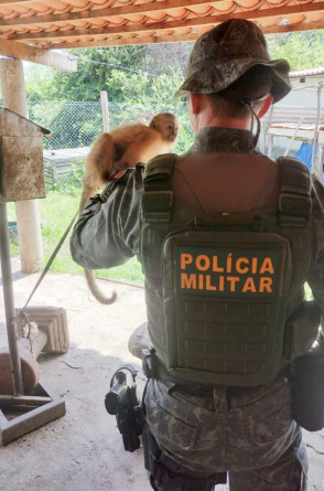 O macaco-prego foi resgatado em Icó, no interior do Ceará, e encaminhado ao Ibama de Pernambuco(Foto: SSPDS / Divulgação)