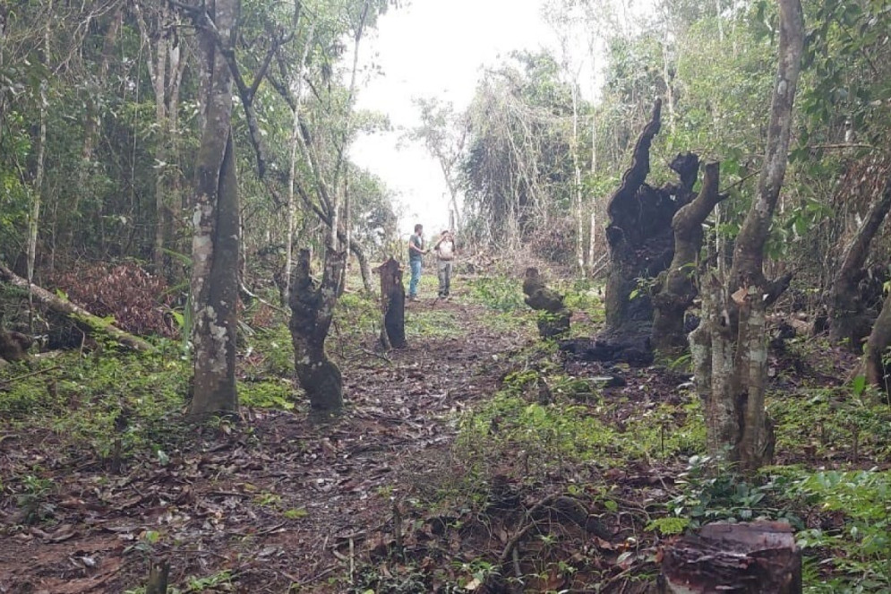 Para todos verem: Imagem mostra fiscais do Ibama ao fundo, em meio ao desmatamento da Mata Atlântica em Guaramiranga. Troncos grossos estão cortados ou derrubados nas laterais da imagem