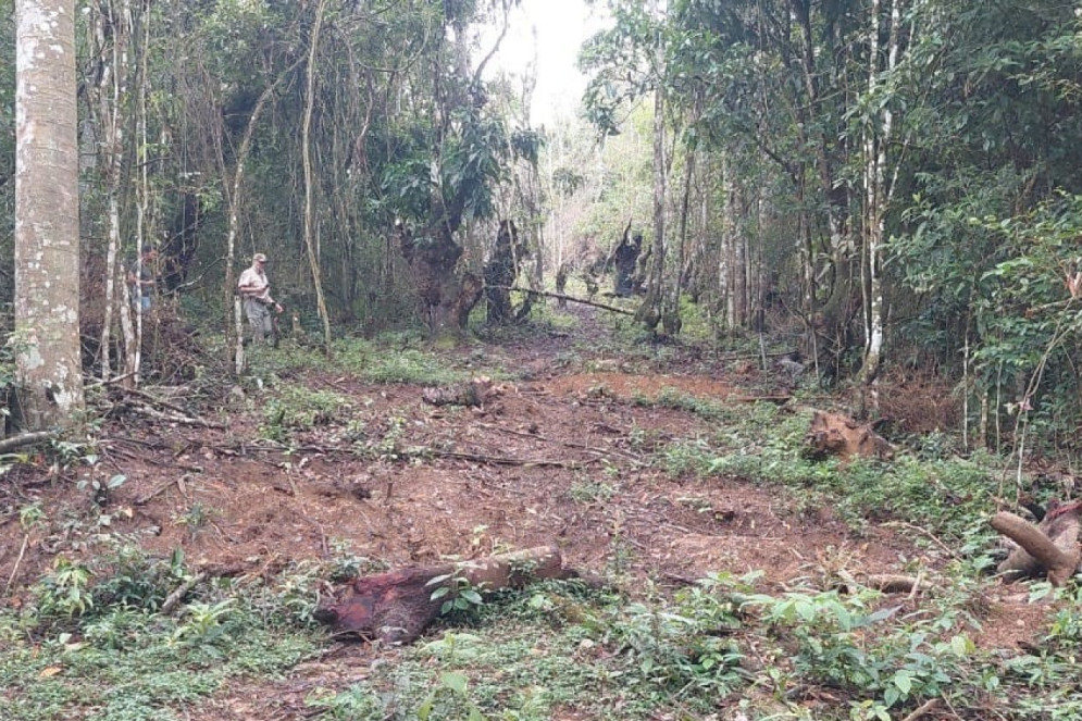 Para todos verem: Imagem mostra clareira em meio à Mata Atlântica protegida. Troncos cortados estão no chão. Um fiscal do Ibama é visto do lado esquerdo