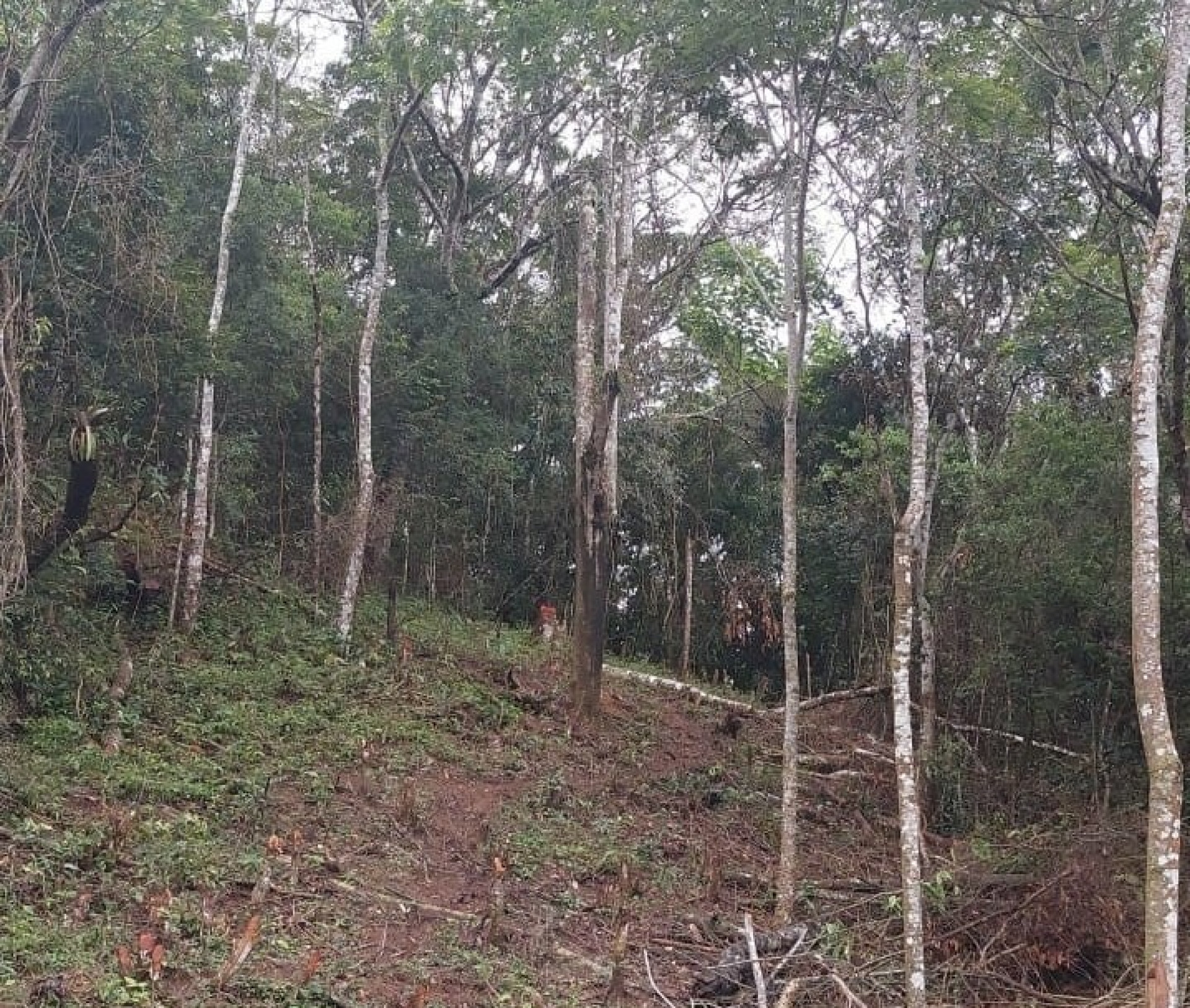 Para todos verem: Imagem mostra devastação de uma área protegida em Guaramiranga, no Ceará. Troncos cortados indicam desmatamento