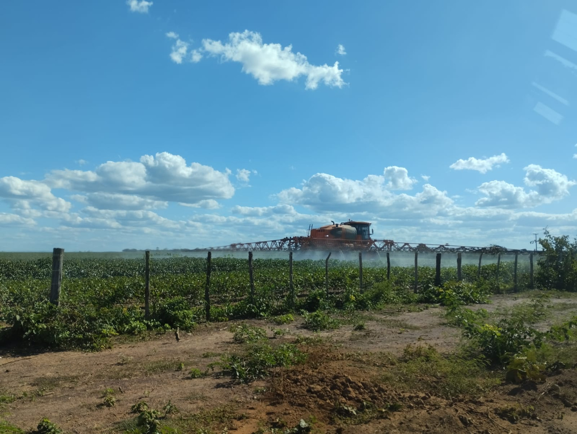 ParaTodosVerem: imagem mostra uma plantação em Limoeiro do Norte. Ao fundo, há um carro exalando veneno no local à beira da estrada