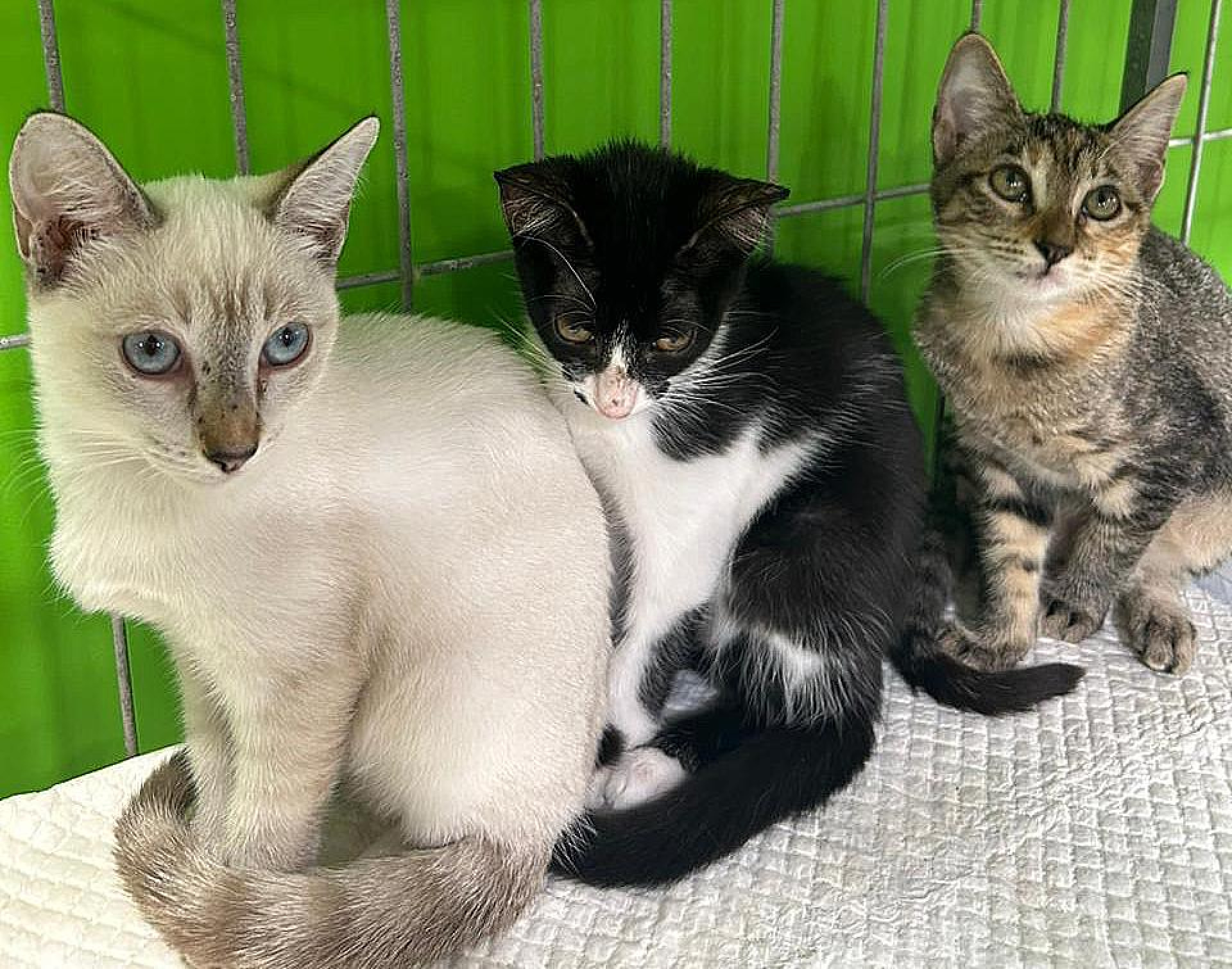 Flora, Jully e Florete  (Foto: ONG Deixa Viver)