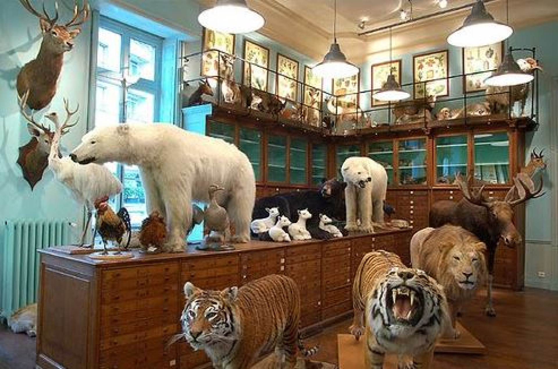 Deyrolle - pináculo em taxidermização (Foto: Divulgação/Site/www.taxidermidades.com)