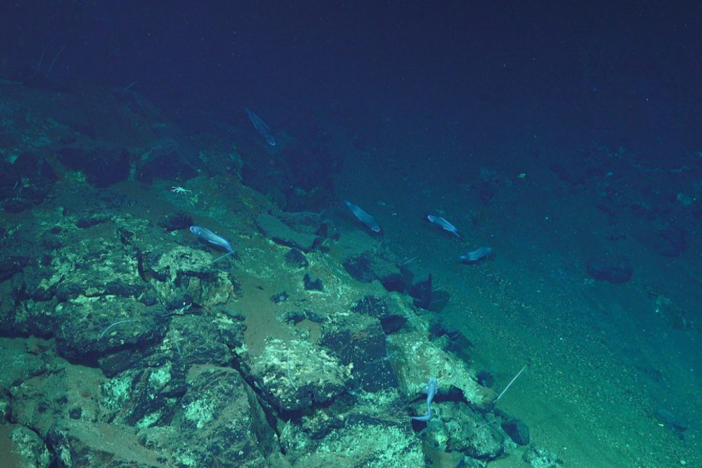 Imagens do leito submarino feito pelo ROV SuBastian. Imagem de apoio ilustrativo(Foto: Schmidt Ocean Institute )