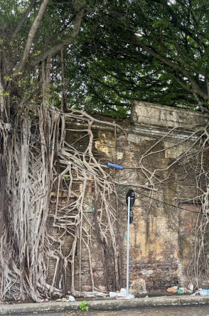 Raízes tomam conta de edificação histórica no bairro Parangaba, a Casa de Câmara e Intendência da Vila de Arronches é um dos prédios mais antigos de Fortaleza(Foto: Karyne Lane/O POVO)