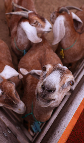 Imagem da reportagem: De Dolly à atualidade, por que ainda clonamos animais