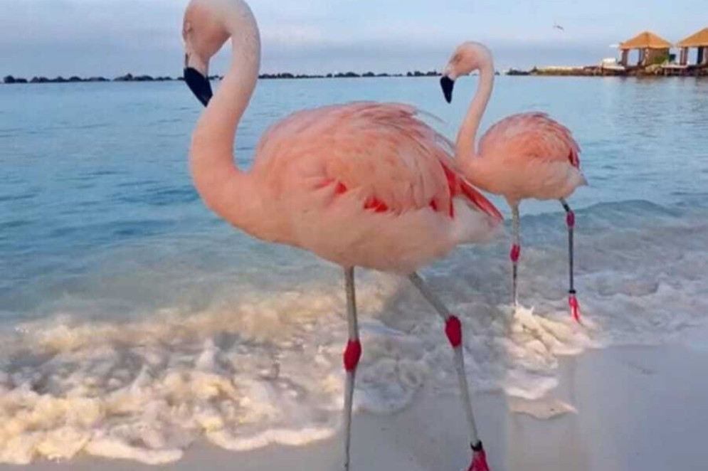 Flamingos cor-de-rosa(Foto: Reprodução/instagram)