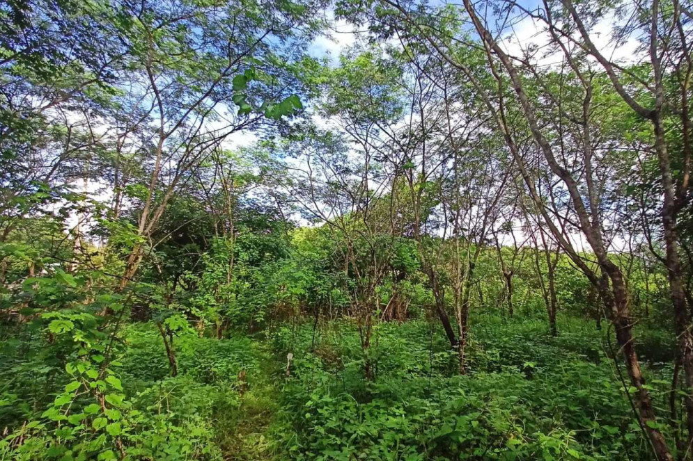 No primeiro ano após a transposição da serrapilheira, herbáceas já estavam altas. Após 11 anos (da imagem), a serrapilheira aumentou, houve cobertura de arbustos e 11 espécies lenhosas de árvores se estabeleceram após chegar por dispersão natural(Foto: Arquivo pessoal / Francisca Araújo)