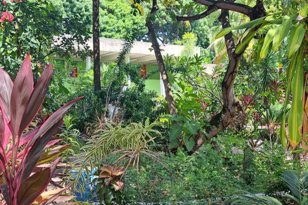 O pátio da EEM Adauto Bezerra é cheio de plantas das mais variadas espécies e cores. Um local de descanso e apreciação para os alunos(Foto: Reprodução/ Instagram )