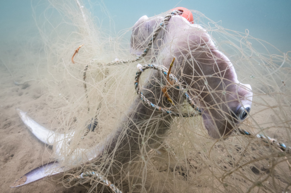 Tubarão-martelo em rede de pesca, no Havaí(Foto: Toby Matthews / Ocean Image Bank)