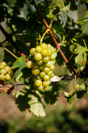 Novo vinho cearense é produzido a partir de uvas do tipo Moscato Giallo(Foto: Lucas Sinigaglia/Embrapa)