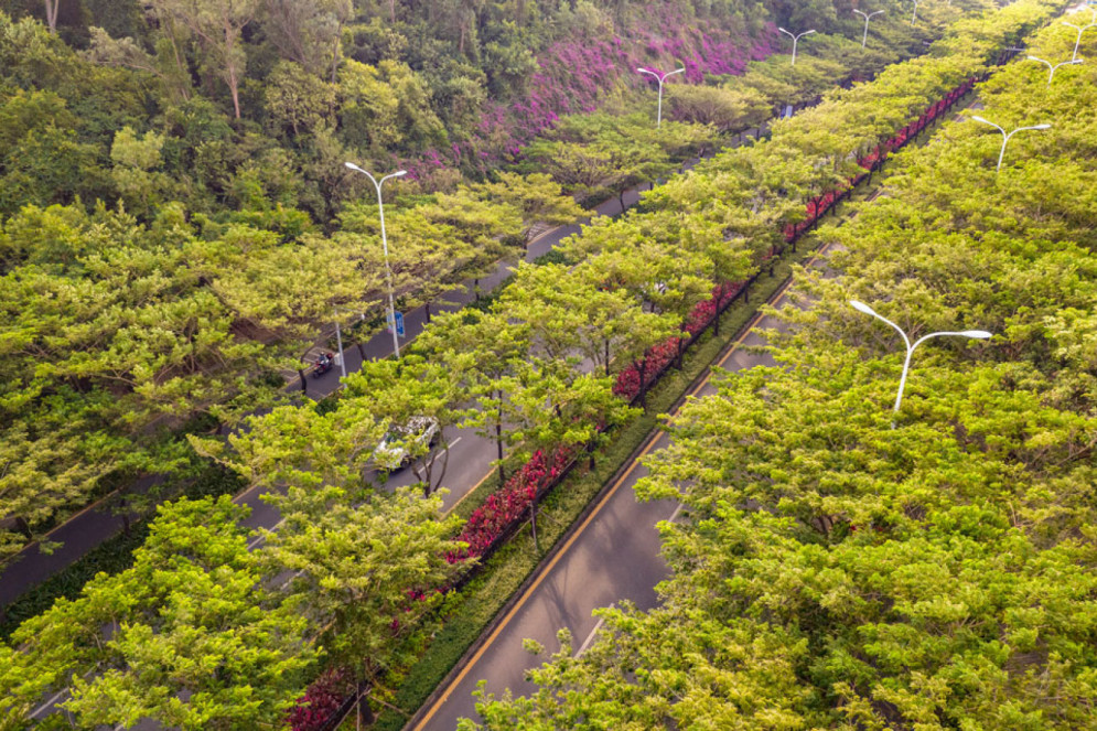 Fenghuang, a rodovia de 12 quilômetros na província chinesa de Hainan recebeu soluções baseadas na natureza desenvolvidas por Yu(Foto: Turenscape)