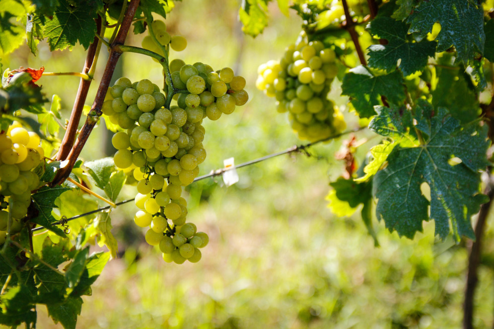 Uvas do tipo Moscato Giallo se adaptaram bem ao Ceará(Foto: Lucas Sinigaglia/Embrapa)