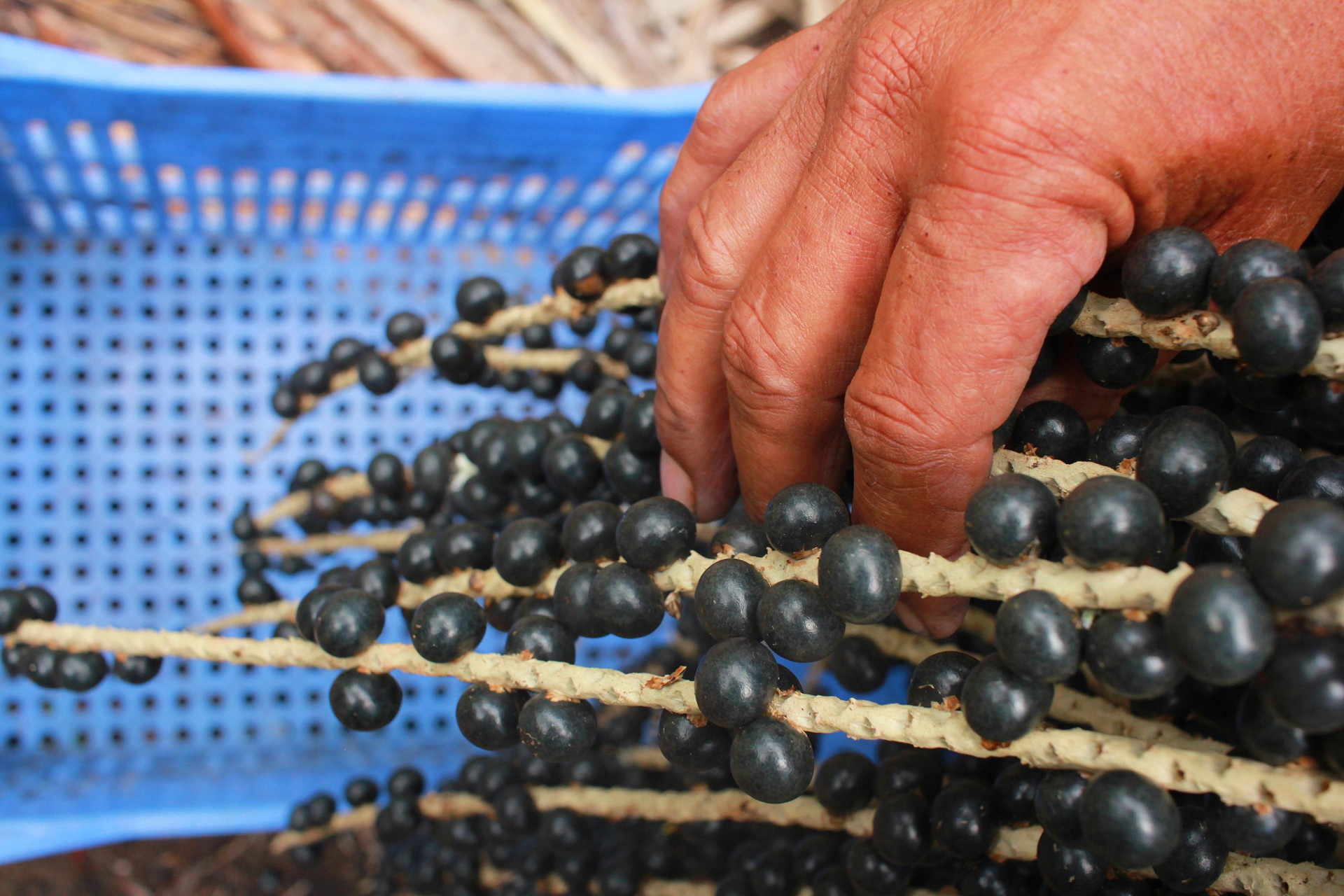 Produção de açaí no Ceará avança com base tecnológica (Foto: Ronaldo Rosa/Embrapa)