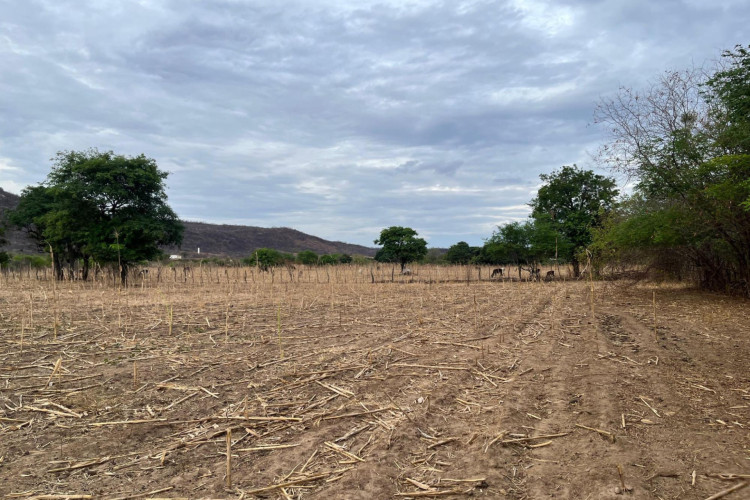 Terreno de Oscar, em Quiterianópolis(Foto: Fabiana Melo/O POVO)