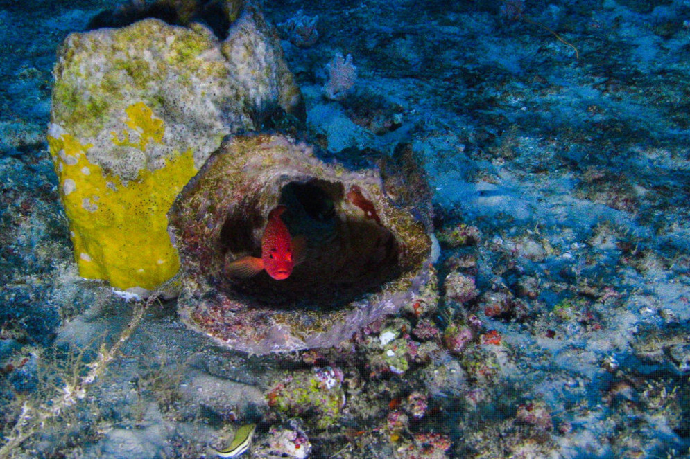 Imagens captadas do submarino dos Corais da Amazônia(Foto: Divulgação/Greenpeace) Imagens captadas do submarino dos Corais da Amazônia(Foto: Divulgação/Greenpeace)