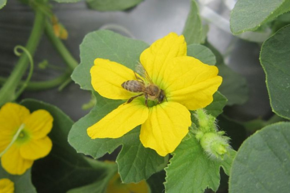 A maioria das plantas cultivadas pelos seres humanos depende da polinização (realizada principalmente por abelhas) para produzir ou aumentar a produção de seus frutos(Foto: Grupo de Pesquisas com Abelhas/UFC)